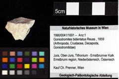 Foto (Objket + Etiketten) von Munitheites kuepperi (Fraaije et al., 2019) 